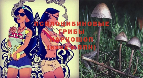 гашик Богданович